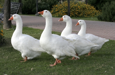 гъска-1